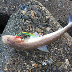 サゴシからツバスへ